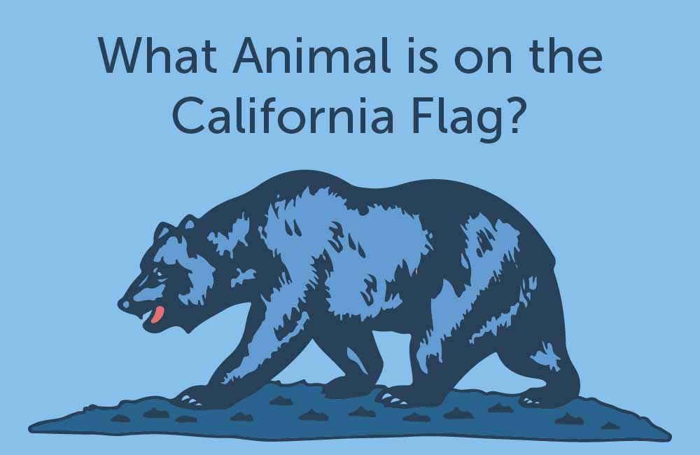 Where Query Images That Accompany Query Answers Are Selected From? featured cover image